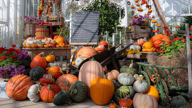 2025 autumn display in the Glasshouse